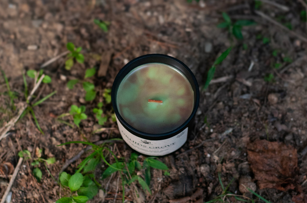 Druid's Grove